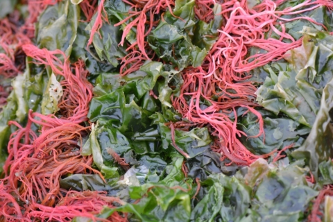 seaweed-513707_960_720