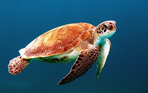 turtle-863336__340